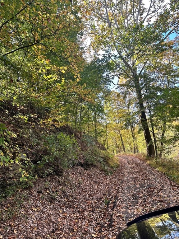 view of local wilderness