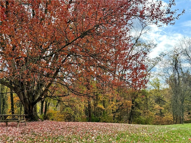 view of local wilderness