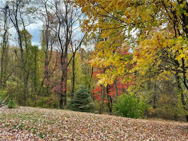 view of local wilderness