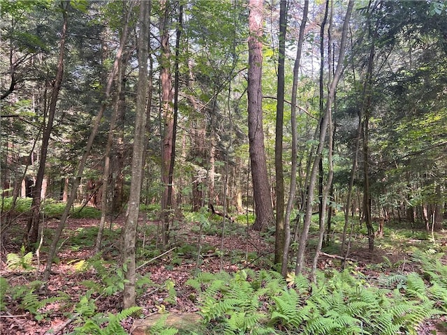 2612 Canoe Ridge Rd, Canoe/Banks Twps, PA 15772 - view of tree filled area