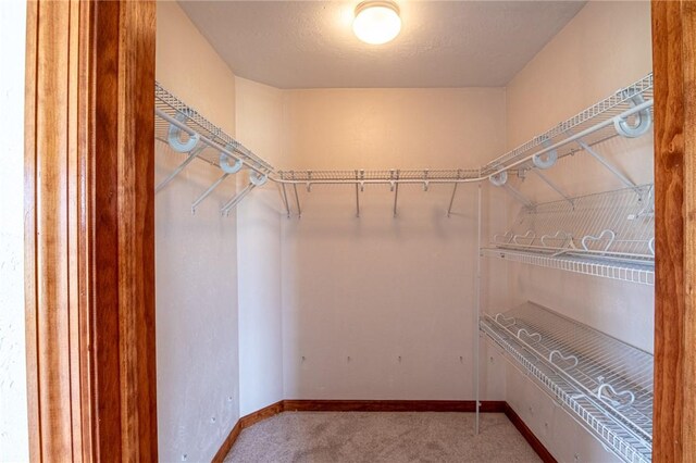 walk in closet with carpet flooring