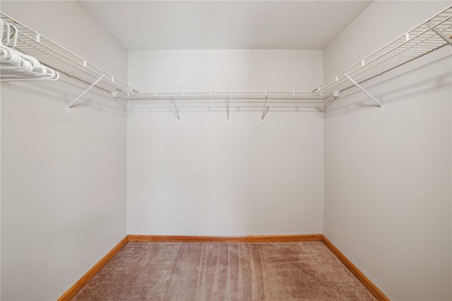 walk in closet featuring carpet