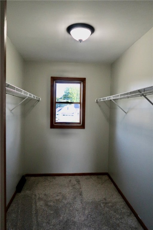 spacious closet featuring carpet flooring