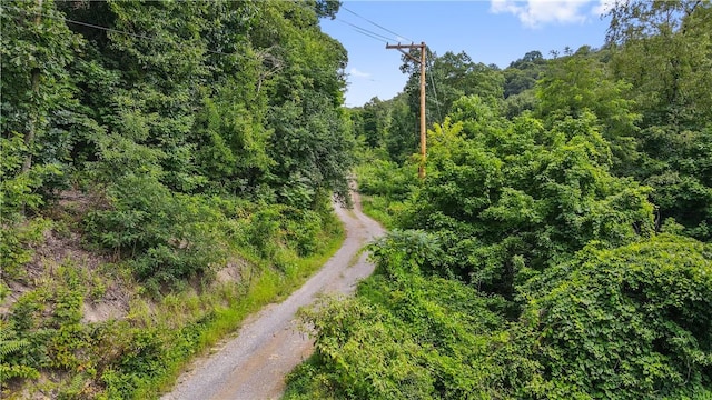 bird's eye view of a forest