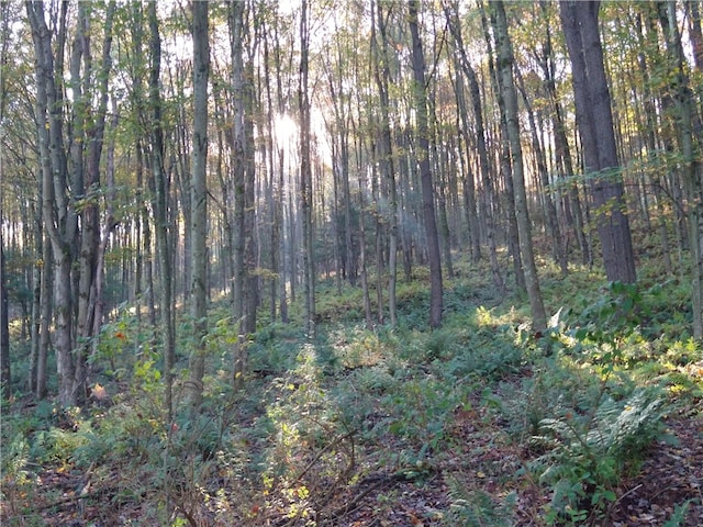 view of landscape with a wooded view