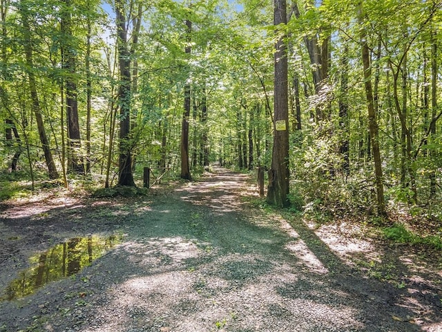 view of local wilderness