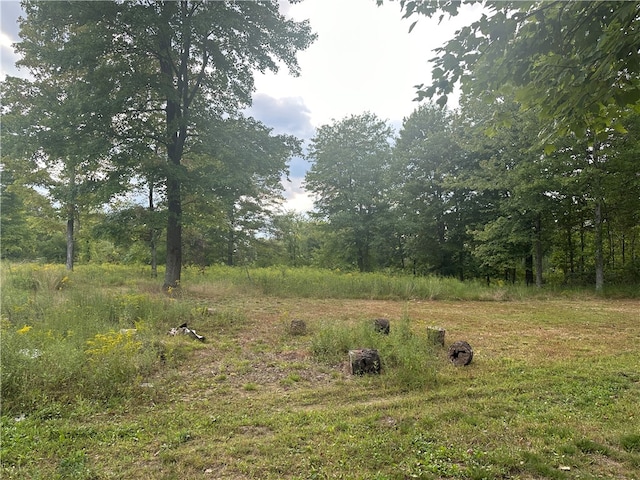 view of local wilderness