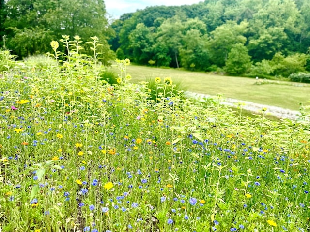 view of local wilderness