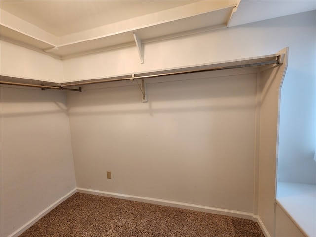 spacious closet featuring carpet