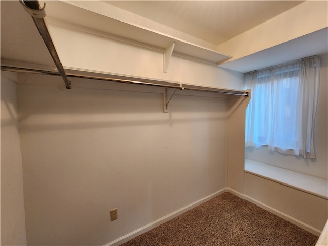 walk in closet featuring carpet flooring