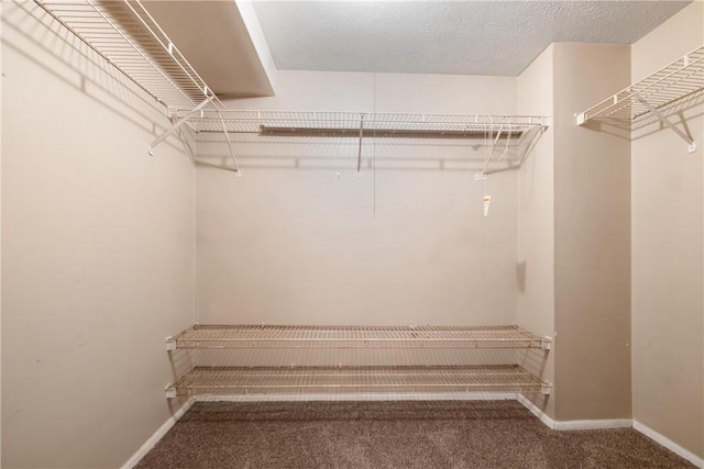 spacious closet featuring carpet flooring