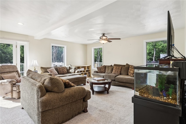 carpeted living room with plenty of natural light, beamed ceiling, and ceiling fan