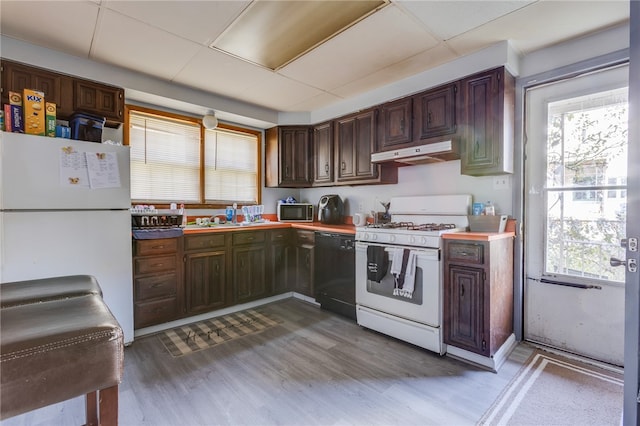 kitchen featuring white appliances, a healthy amount of sunlight, a paneled ceiling, and dark hardwood / wood-style floors