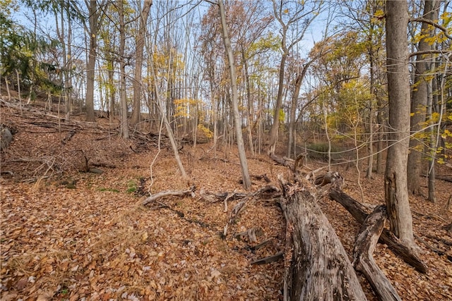 view of local wilderness