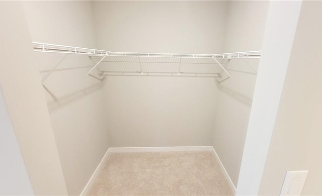 spacious closet featuring carpet