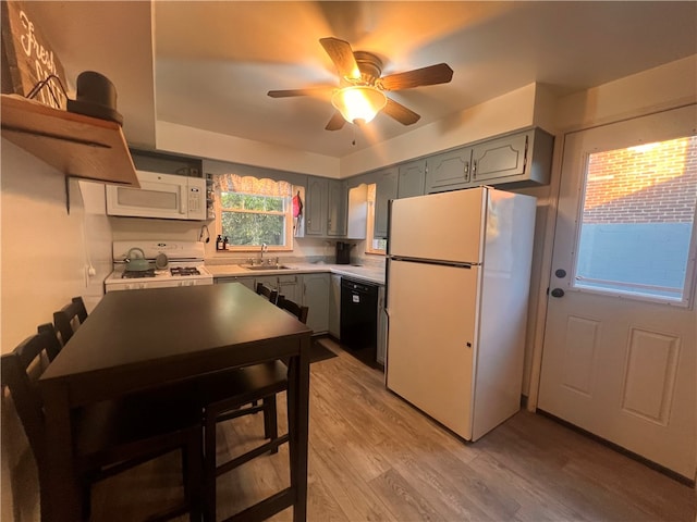 kitchen featuring ceiling fan, sink, white appliances, gray cabinetry, and light hardwood / wood-style floors