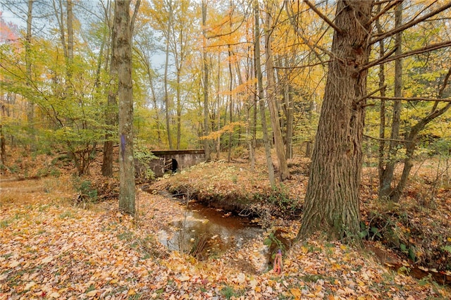 view of local wilderness