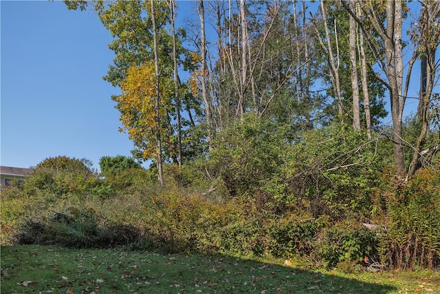 view of local wilderness