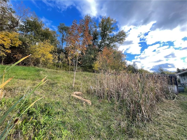 view of local wilderness