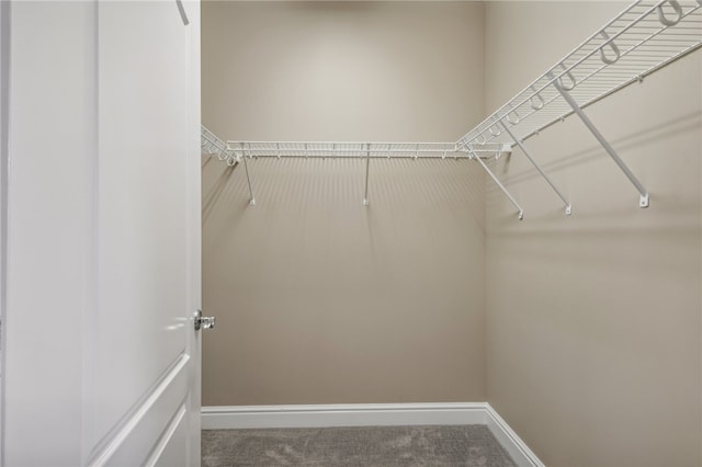 spacious closet featuring carpet flooring