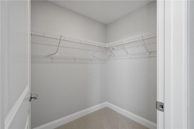 spacious closet featuring carpet floors