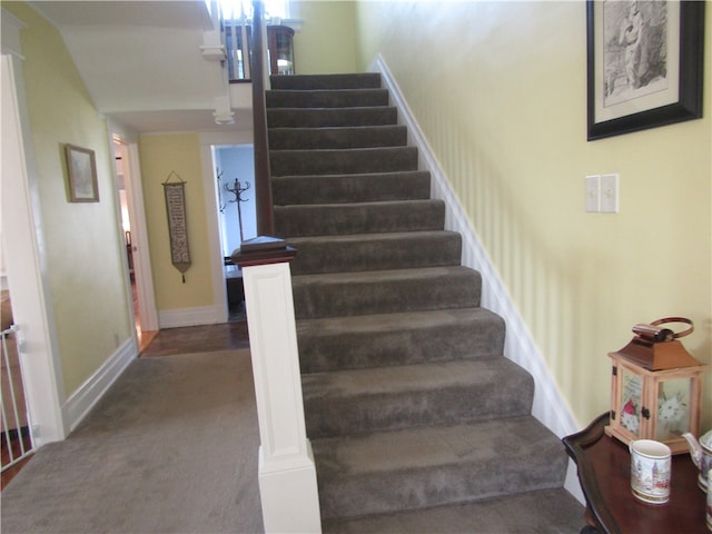 staircase featuring carpet flooring