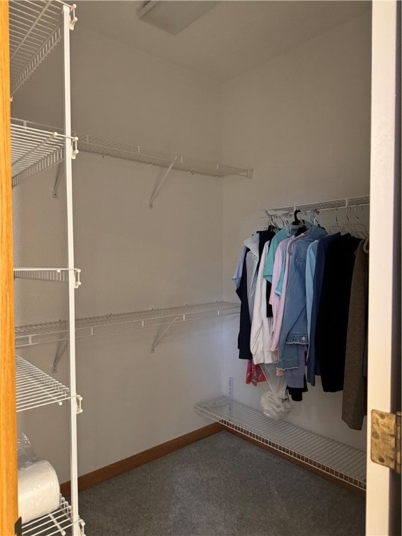 spacious closet featuring carpet flooring