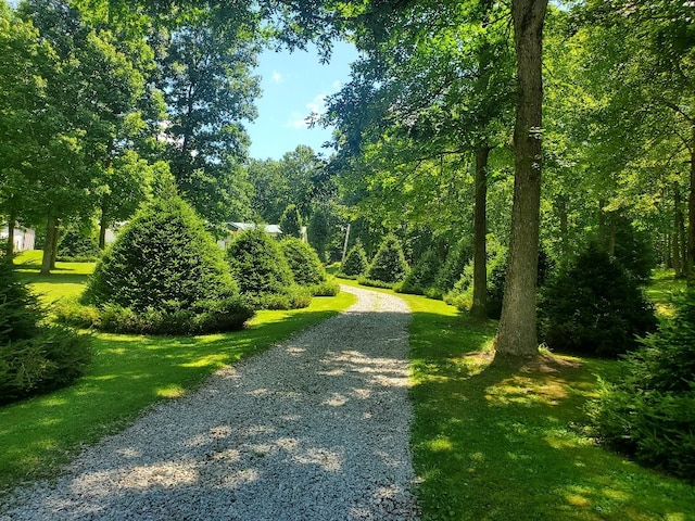 view of community with a yard