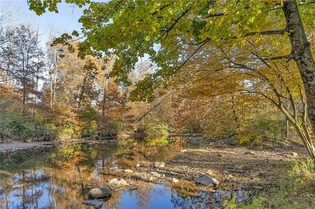 view of local wilderness