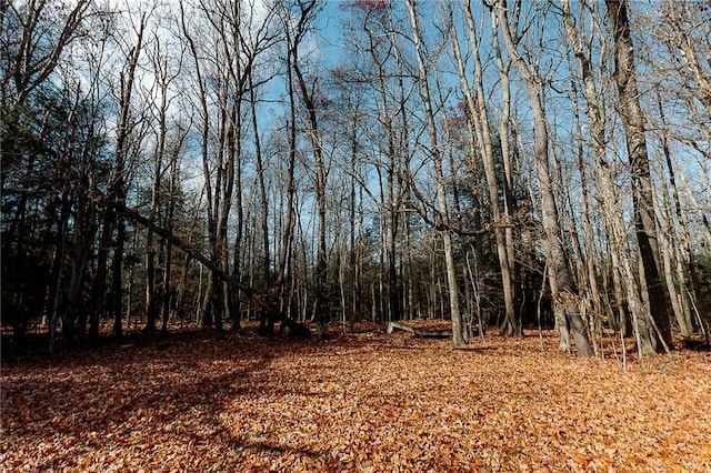 view of local wilderness