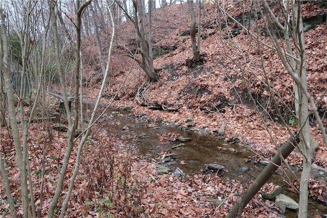 view of local wilderness