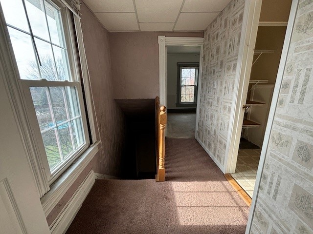 hallway with carpet flooring and a drop ceiling