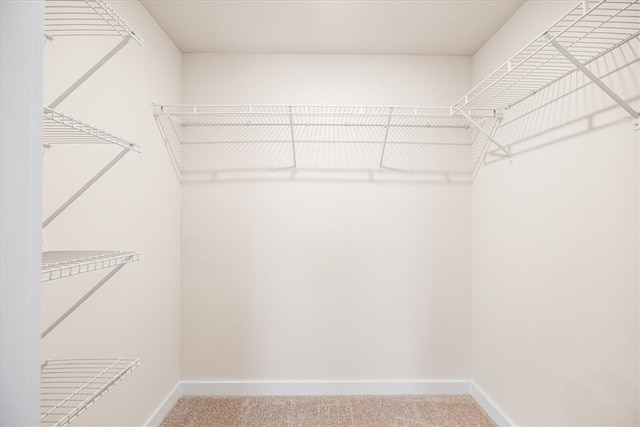 spacious closet featuring carpet floors