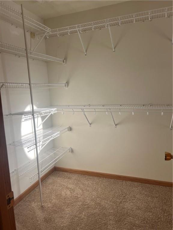 spacious closet featuring carpet floors