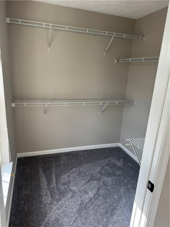 walk in closet featuring carpet floors