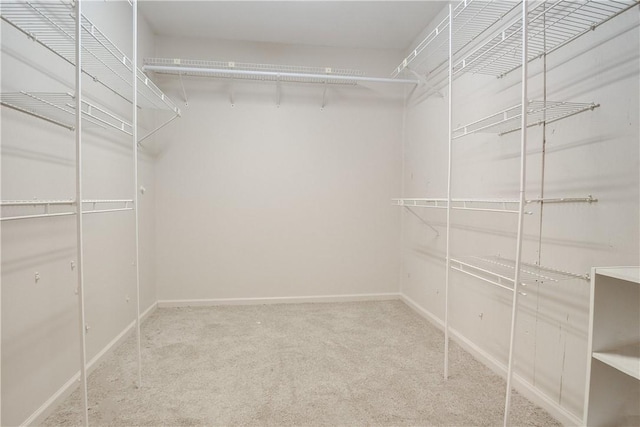 spacious closet featuring carpet floors