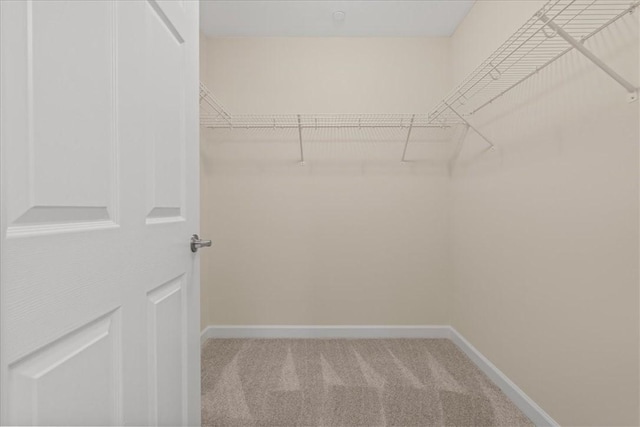 spacious closet featuring carpet