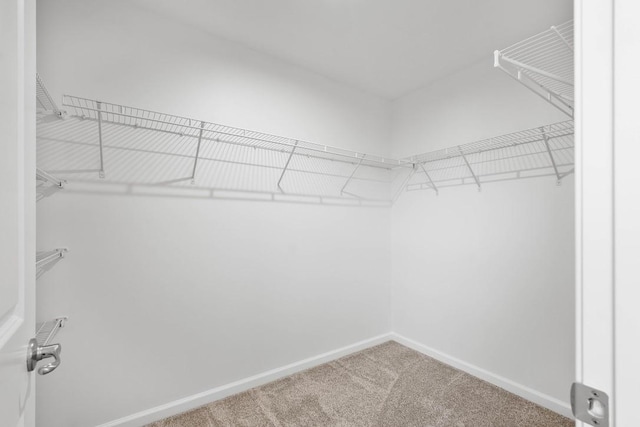 spacious closet featuring carpet floors