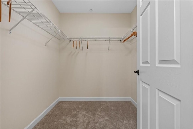 walk in closet featuring carpet floors