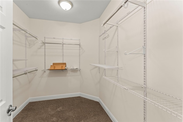 spacious closet featuring carpet flooring