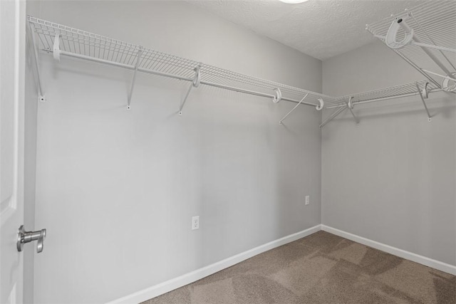 walk in closet featuring carpet floors