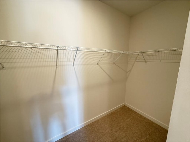 spacious closet featuring carpet flooring