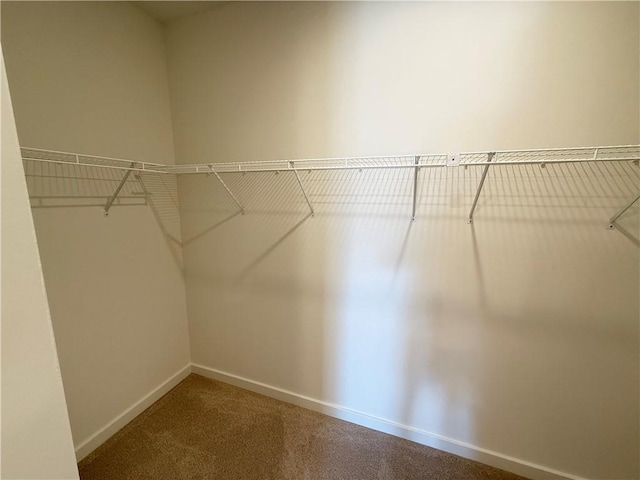 walk in closet featuring carpet flooring