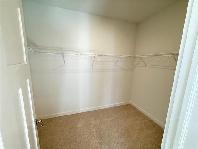 walk in closet featuring carpet flooring