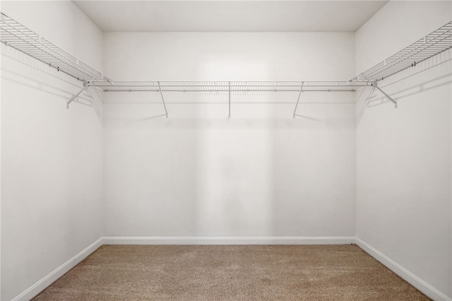 walk in closet featuring carpet flooring