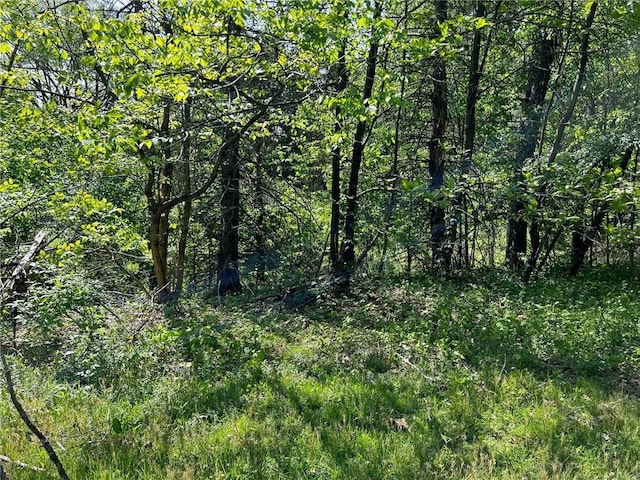 view of local wilderness