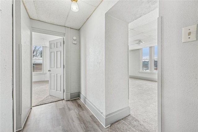 hallway featuring light carpet and a paneled ceiling