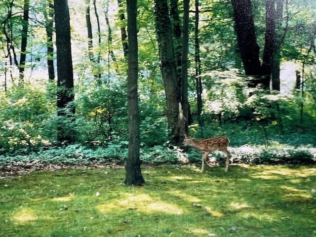 4024 Glen Eden Rd, Cranberry Twp, PA 16066 - view of local wilderness