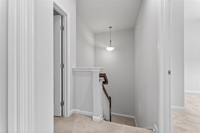 staircase featuring carpet floors