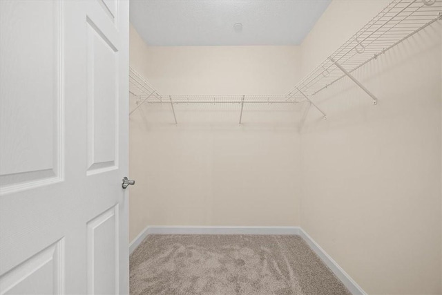 spacious closet featuring carpet